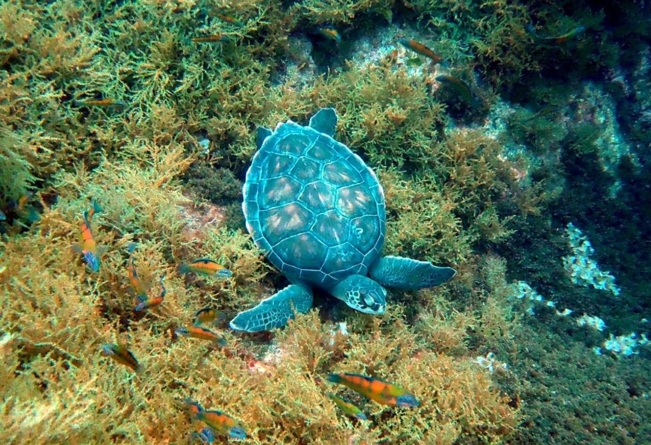 Sea Roots "Garden Zone " Villa มอสเตรอส ภายนอก รูปภาพ
